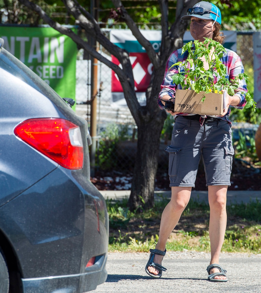 (Rick Egan  |  The Salt Lake Tribune)   Katie Dwyer delivers plants to a customer in their car during the Wasatch Community Gardens 2020 Spring Plant Sale Fundraiser, Saturday May 9, 2020