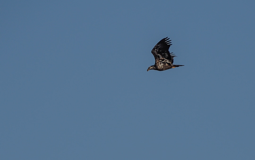 (Francisco Kjolseth  |  The Salt Lake Tribune)  A bald eagle stirs Canada geese as a group of Audubon members walk a long stretch of the Jordan River from Bangerter Highway to South Jordan on New Year's Day counting birds as part of the annual survey, now its 119th year, done by multiple members across Utah.