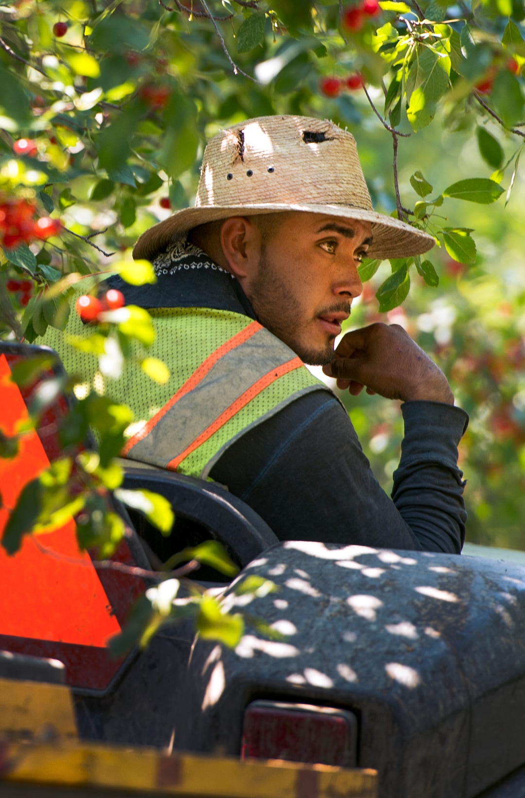 (Leah Hogsten  |  The Salt Lake Tribune)  Cherry Hill Farms employee Solomon Fernandez waits to spring into action at the Rowley family farm in Santaquin as Utah's 2018 Montmorency cherry harvest is underway,Thursday, July 26, 2018. Fernandez and his coworkers work 24-hours a day for 3 weeks during the July harvest of the tart cherries.