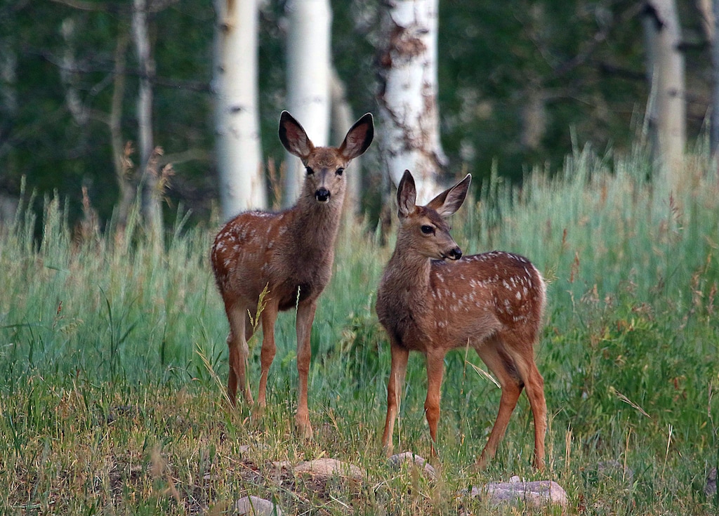 (Jim Shuler via the Utah Division of Wildlife Resources) Severe drought can make fawns more vulnerable during winter, but the Utah Division of Wildlife Resources is working on projects to help boost deer numbers.