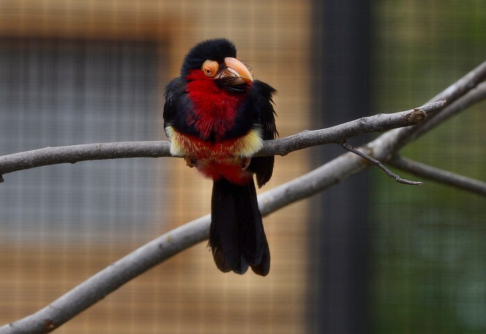 (Scott Sommerdorf | The Salt Lake Tribune)
A Bearded Barbet in one of Tracy Aviary's new exhibits, Thursday, May 10, 2018.