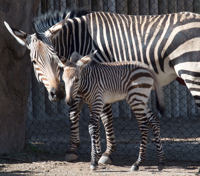 (Rick Egan  |  The Salt Lake Tribune)   Ziva the Zebra and her baby, born Saturday at Hogle Zoo. Thursday, June 7, 2018.