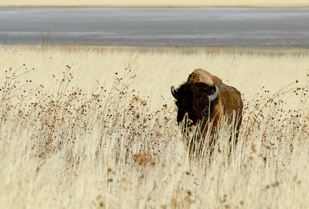 (Francisco Kjolseth  |  The Salt Lake Tribune)  Bison are herded north as riders on horseback participate in the 33rd annual Bison Roundup, Saturday, Oct. 26, 2019, on Antelope Island, a state park located near Syracuse in Davis County. Every year Utah wildlife and parks officials move the animals from across the island so they can be weighed, tagged and given health screenings.