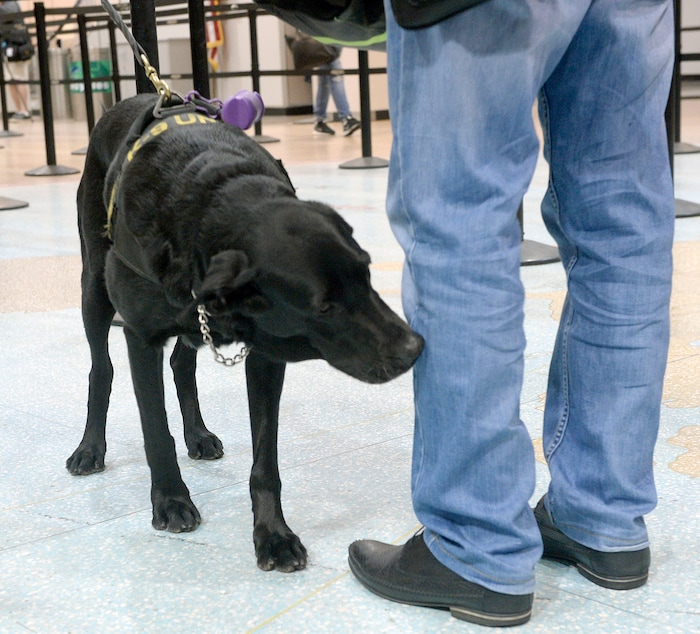 (Al Hartmann  |  The Salt Lake Tribune)  Keene, a black lab passenger screening canine, sniffs as airline passengers pass by before the security checkpoint in terminal 1 at the Salt Lake International Airport Tuesday March 8.  The Transportation Security Administration (TSA) is beginning to use the dogs, which are specially trained to detect explosives and explosive components.  He works with TSA K9 handler Lonnie Larson who is trained to read the dog's behavior when it detects an explosive scent. Keene is named in memory of Leo Russel Keene, a 33-year old Louisiana native and financial analyst who died at work at the World Trade Center on Sept. 11, 2001.  Keene is the mother of several PSC's who are assigned to other airports across the country. 