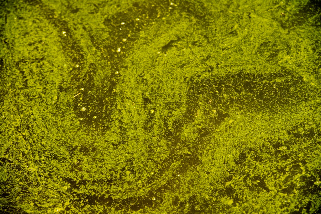 (Rick Egan  |  Tribune file photo) An algal bloom in the North Fork of the Virgin River, similar to this bloom in Utah Lake in 2018, is blamed for creating cyanobacteria, whose toxins caused a dog's death at Zion National Park on July 4, 2020.