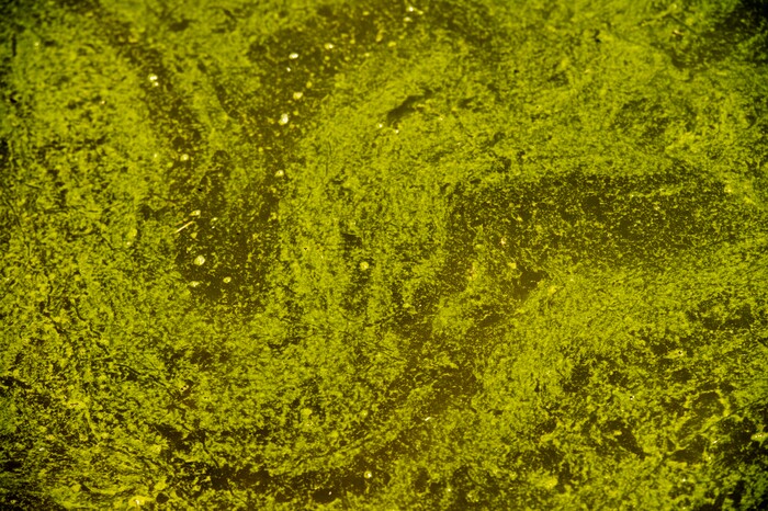 (Rick Egan  |  The Salt Lake Tribune)    Water experts are urging visitors to keep themselves, their pets and other animals out of parts of Utah Lake, after detecting a potentially toxic blue-green algal bloom in Provo Bay. Tuesday, June 12, 2018.


