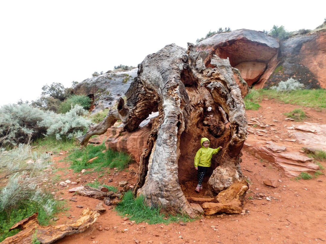 Erin Alberty  |  The Salt Lake TribuneA young hiker stands in a rotting tree trunk April 3, 2017 along the Red Reef Trail in Red Cliffs Desert Reserve, north of Harrisburg.
