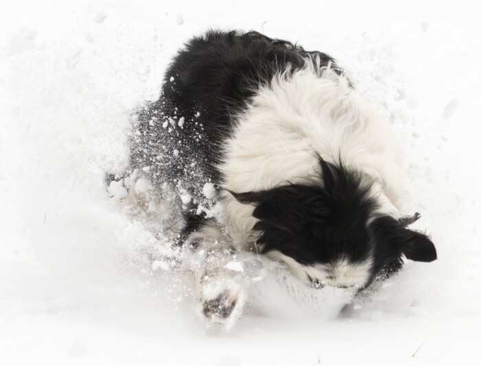 (Leah Hogsten  |  The Salt Lake Tribune)  Every day- whether sun, rain, wind or snow- Lebowski, 8, a Border Collie, mini-Australian Shepherd needs to release pent up energy, although snow days are his favorite time to play. Lebowski fetches tennis balls thrown by his owner John Worthington in Ogden, Sunday, March 4, 2018.
