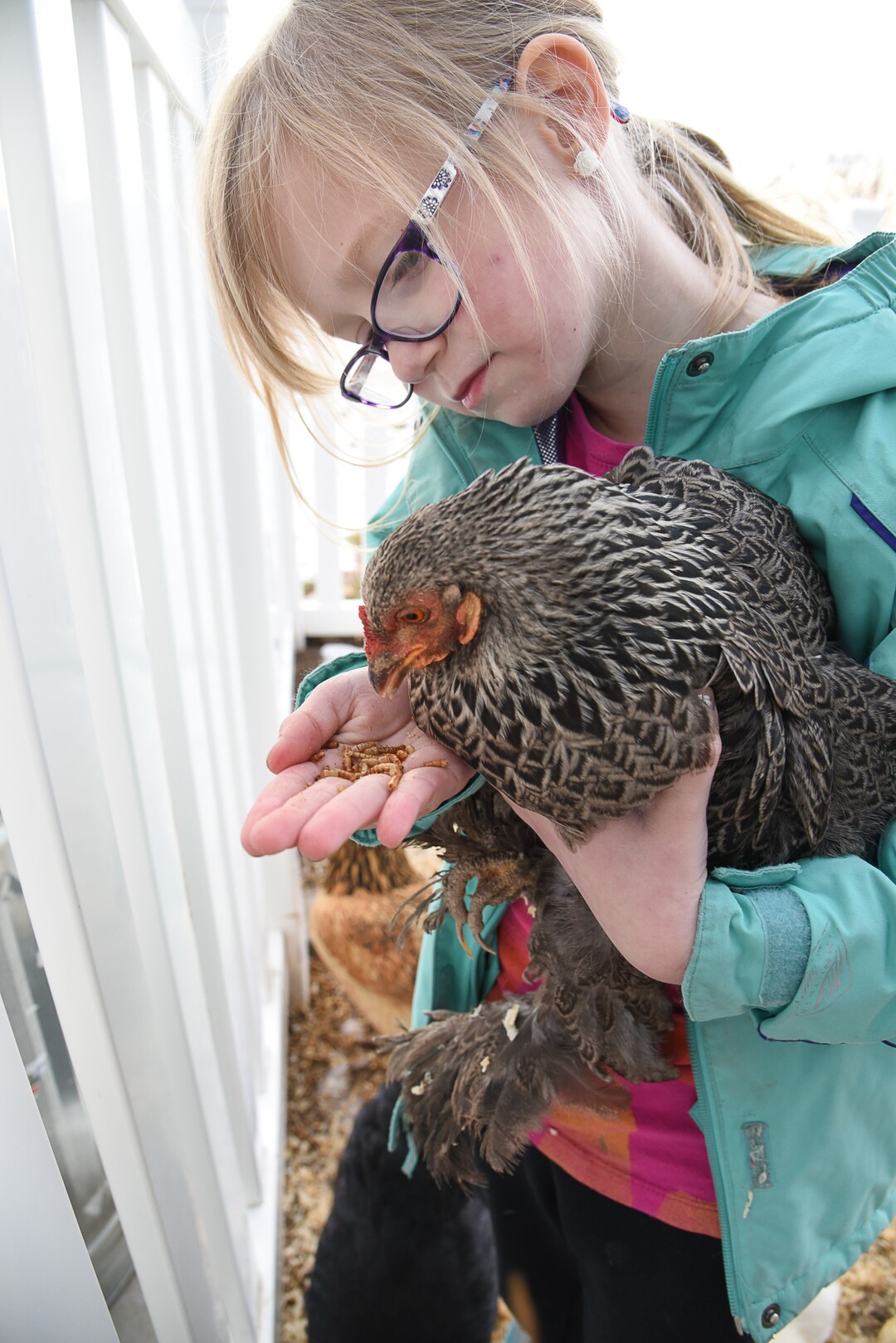 (Francisco Kjolseth  |  The Salt Lake Tribune)  With a hand full of meal worms, Skyrie Sacks, 7, feeds Chansey one of her favorite treats at her home in West Clinton on Wed. Jan. 10, 2019. Natalie Sacks says emotional support chickens have helped her daughter deal with PTSD from a traumatic accident that happened when she was 4.