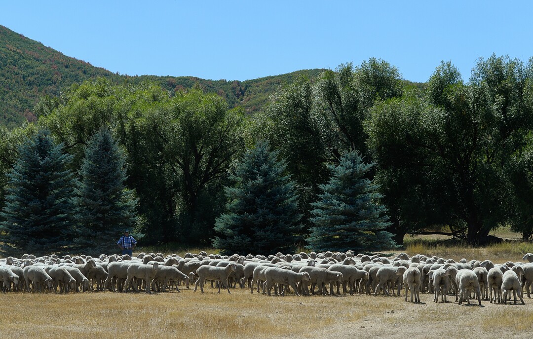 (Francisco Kjolseth  |  The Salt Lake Tribune)  Hundreds of sheep arrive from the Strawberry Valley to Midway's Soldier Hollow on Wed. Aug. 29, 2018, for this weekend's 16th annual Soldier Hollow Classic Sheepdog Championship and Festival, which runs Aug. 31-Sept. 3. This year, 44 dogs and 34 handlers will work with 331 sheep for the $20,000 purse.