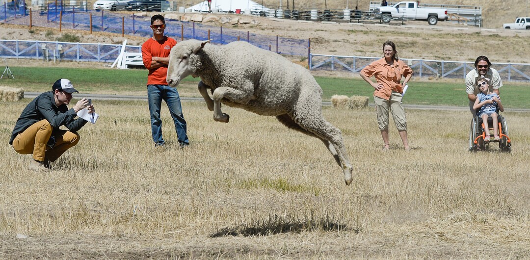 (Francisco Kjolseth  |  The Salt Lake Tribune)  Hundreds of sheep arrive from the Strawberry Valley to Midway's Soldier Hollow as they leap from trucks on Wed. Aug. 29, 2018, for this weekend's 16th annual Soldier Hollow Classic Sheepdog Championship and Festival, which runs Aug. 31-Sept. 3. This year, 44 dogs and 34 handlers will work with 331 sheep for the $20,000 purse.