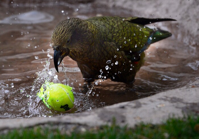 (Scott Sommerdorf | The Salt Lake Tribune)
One of Tracy Aviary's four Keas slam dunks a tennis ball into the pool for fun in their new exhibit, Expedition Kea, May 10, 2018.