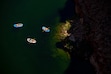 (Trent Nelson  |  The Salt Lake Tribune) Rafts on the Colorado River as seen from Navajo Bridge in Ariz. on Tuesday, May 20, 2025.
