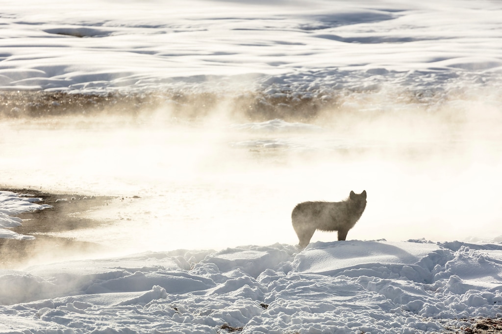 (Jacob W. Frank | National Park Service via AP) A wolf from the Wapiti Lake pack silhouetted by a nearby hot spring in Yellowstone National Park in 2018. Wolves have repopulated the mountains and forests of the American West with remarkable speed since their reintroduction 26 years ago, expanding to more than 300 packs in six states. Now Colorado plans to relocate some of these wolves in the hopes of reestablishing the grey wolf in the Centennial State.