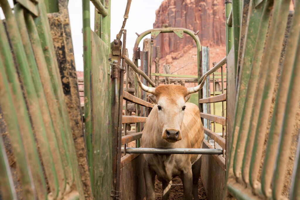 (Stuart Ruckman and James A. Martin | The Times-Independent) A Criollo cow at the Dugout Ranch in Indian Creek.