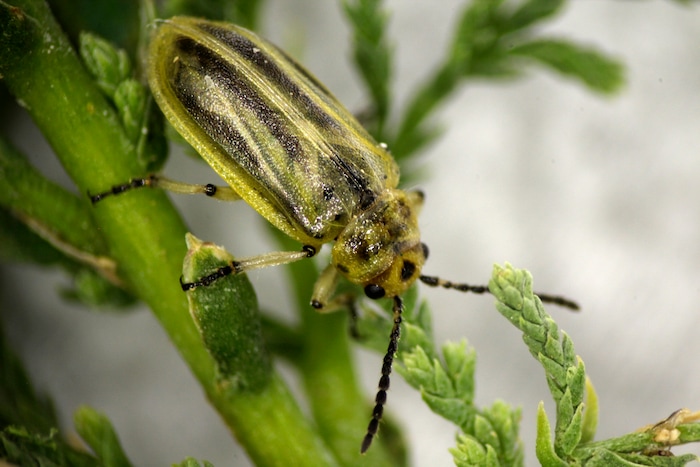 Dan Bean/ | Colorado Department of Agriculture via AP) This January 2014 photo shows a tamarisk leaf beetle at a Colorado Department of Agriculture insectary in Palisade, Colo. The beetles who were brought to the U.S. from Asia to devour invasive tamarisk, or salt cedar, trees are now in a central Arizona riverbank.