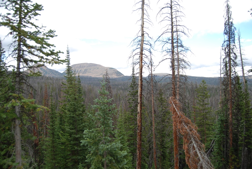 (Brian Maffly | The Salt Lake Tribune) Bark beetles have killed most of the conifers in this a roadless part of the western Uinta Mountains near Trial Lake in the Uinta-Wasatch-Cache National Forest. Utah officials are petitioning the U.S. Forest Service to loosen protections on the state’s 4.2 million acres of inventoried roadless forest. Their stated aim is to improve forest health, but environmentalists are concerned the goal is to protected forests to logging.
