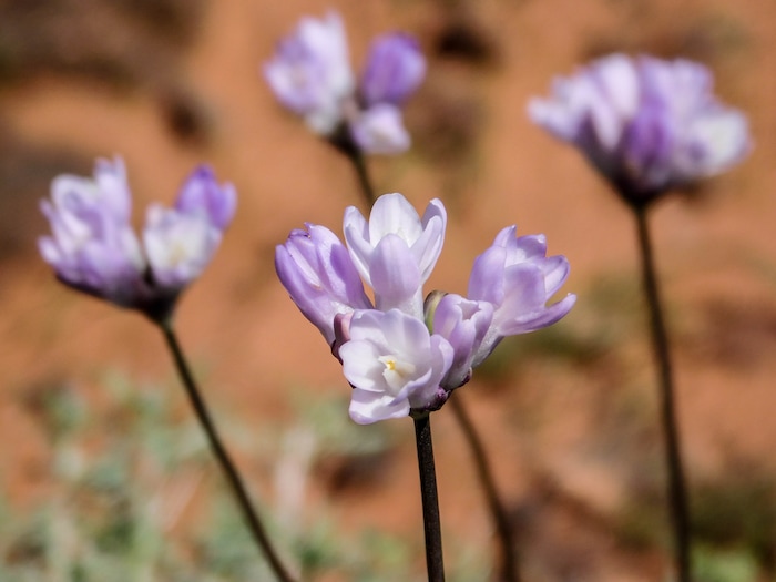 (Erin Alberty  |  The Salt Lake Tribune)

Blue dicks bloom April 2, 2017 near the East Reef of Red Cliffs Desert Reserve, east of Leeds.