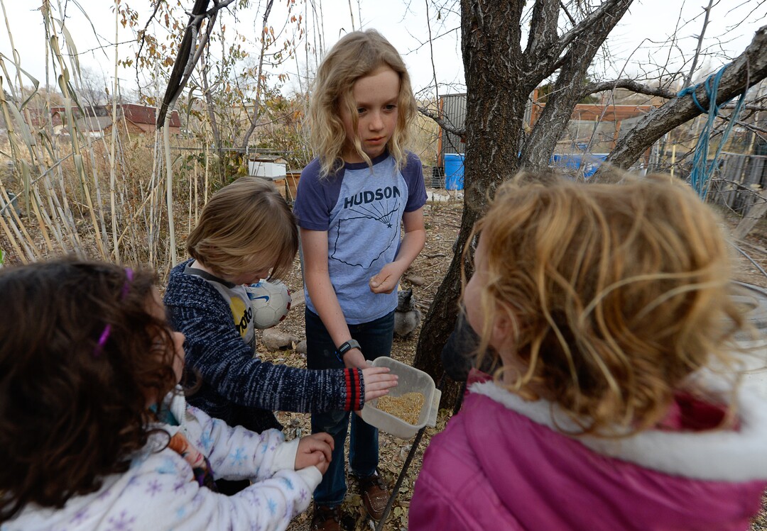 (Francisco Kjolseth  |  The Salt Lake Tribune)  Quinn Porucznik, 10, involves young kids from the neighborhood as they feed the chickens that live in the community garden a few feet away from his home at the end of Elizabeth Street in Salt Lake City on Tuesday, Nov. 19, 2019. The LDS Church plans to evict the community garden on the land it owns behind its 33rd Ward meetinghouse to pave the way for parking.