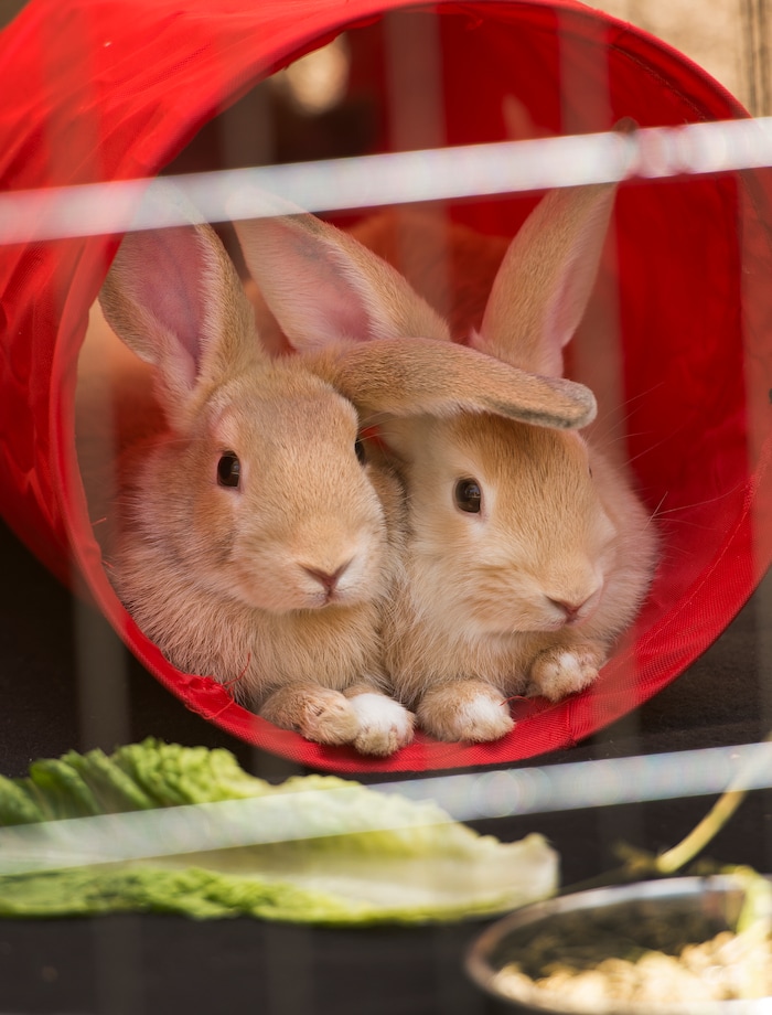 Leah Hogsten  |  The Salt Lake Tribune
Eight-week-old male rabbits rescued from Las Vegas, NV are given a mix of pellets, hay and greens. Rabbit pens are to capacity every year in the summer when the novelty of owning and caring for a rabbit, purchased around Easter time wears off. Adoptees of rabbits must attend a series of trainings to adopt a rabbit to learn how to care for their fragile vertebras. Rabbits are excellent diggers and burrowers. They are extremely territorial and "fight to the death" said Dickman. Rabbits have over 360 bowel movements a day and are breeding machines.   Best Friends saves thousands of animals every year as the nation's largest no-kill sanctuary, encompassing some 3,700 acres about 5 miles outside Kanab.
