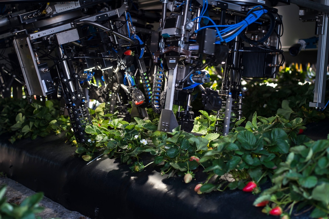 (Zack Wittman  |  For The Washington Post)  Robotic arms work tirelessly below the Berry-4 automated strawberry harvesting robot on Wednesday, Feb. 6, 2019, at G & D Farms in Duette, Florida.