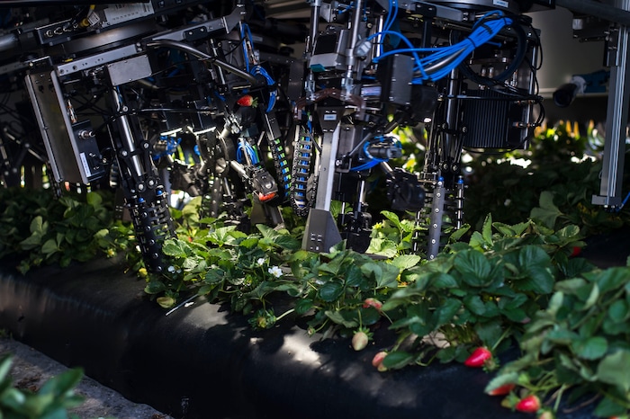 (Zack Wittman  |  For The Washington Post)  Robotic arms work tirelessly below the Berry-4 automated strawberry harvesting robot on Wednesday, Feb. 6, 2019, at G & D Farms in Duette, Florida.