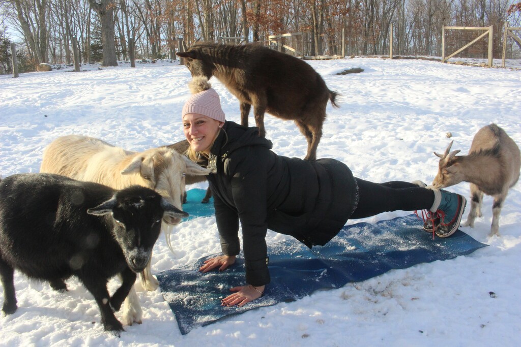 In this Wednesday, Jan. 3, 2018 photo, yoga instructor Danuta Wolk-Laniewski, demonstrates goat yoga at the Aussakita Acres farm in Manchester, Conn. The farm is partnering with the Hartford Yard Goats, the Double-A affiliate of the Colorado Rockies baseball team, to offer goat yoga at Dunkin Donuts Park, the team's $71 million stadium in Hartford. (AP Photo/Pat Eaton-Robb)