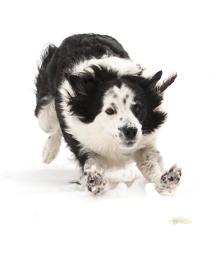 (Leah Hogsten  |  The Salt Lake Tribune)  Every day- whether sun, rain, wind or snow- Lebowski, 8, a Border Collie, mini-Australian Shepherd needs to release pent up energy, although snow days are his favorite time to play. Lebowski fetches tennis balls thrown by his owner John Worthington in Ogden, Sunday, March 4, 2018.