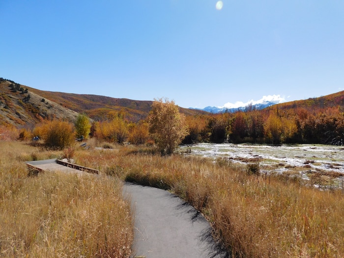 (Erin Alberty|The Salt Lake Tribune) Autumn leaves radiate color around the Cascade Springs Trail on Oct. 9, 2017 in Wasatch County.