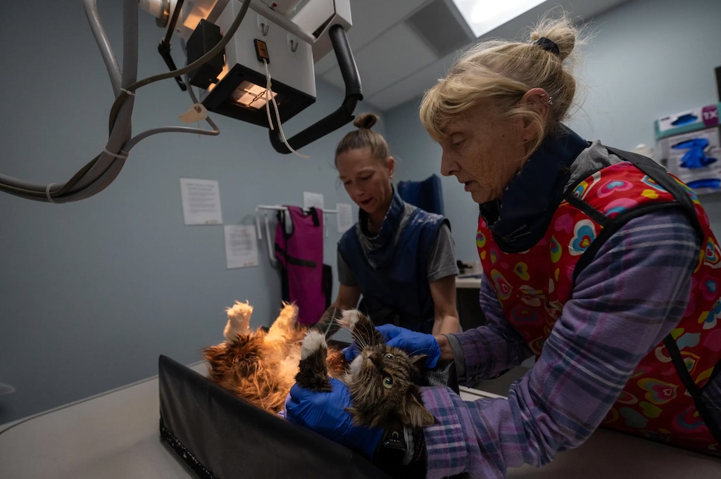 (Best Friends Animal Society) At Best Friends Animal Society's sanctuary, Sarah Breeze and Kerry Eddy take an x-ray of Mirage, a female tabby found with her owners at Bryce Canyon National Park.