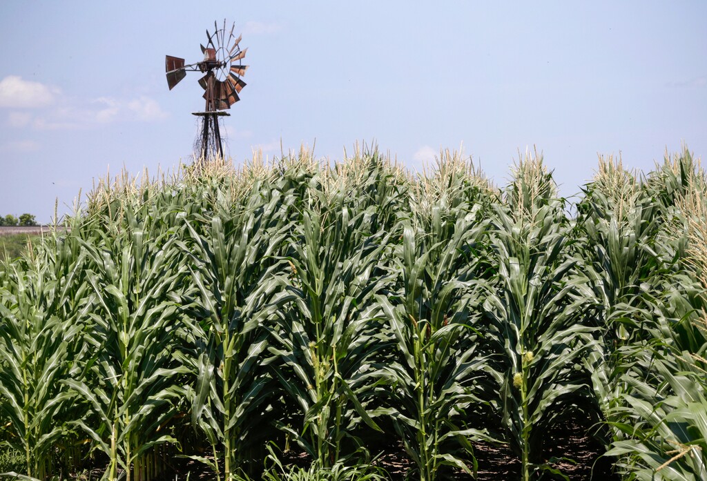 (AP Photo/Nati Harnik, File ) In this July 11, 2018, file photo, a field of corn grows in front of an old windmill in Pacific Junction, Iowa, The government shutdown could complicate things for farmers lining up for federal payments to ease the burden of President Donald Trump’s trade war with China. The USDA last week assured farmers that direct payments would keep going out during the first week of the shutdown. But payments will soon be suspended for farmers who haven’t certified production. Farm loans and disaster assistance programs will also be on hold.