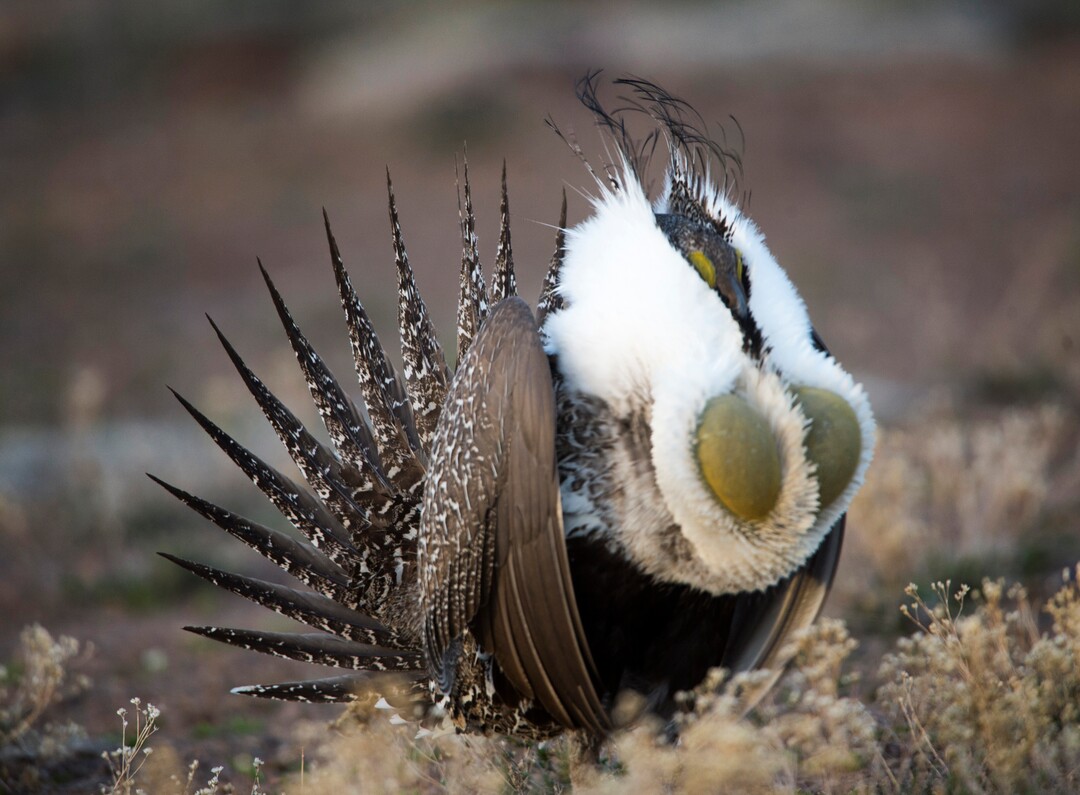 Rick Egan  |  The Salt Lake TribuneA Sage-Grouse Struts on a lek in the Parker Mountain area, near Loa, Utah, Friday, April 22, 2016.