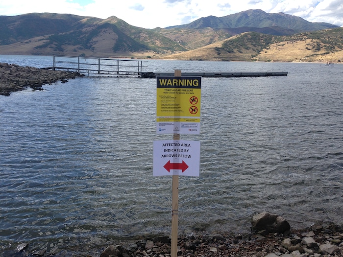 (Courtesy Wasatch County Health Department) The Wasatch County Health Department posted signs near the Dock of the Bay restaurant and boat dock at Deer Creek Island Resort on Tuesday after initial tests indicated high levels of toxins produced by certain kinds of algae were present. This particular bloom of toxic algae remains an extremely localized event, officials say, but several blooms have cropped up around the state in recent weeks.