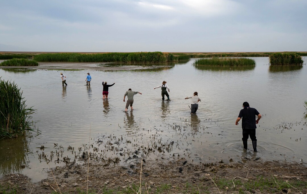 (Francisco Kjolseth | The Salt Lake Tribune) Students and biologists make the awkward walk through deep mud that suck off sandals and muck boots to set traps for American white pelicans at the Bear River Migratory Bird Refuge, a 74,000-acre nature reserve in the northern Great Salt Lake on Wednesday, June 23, 2021.