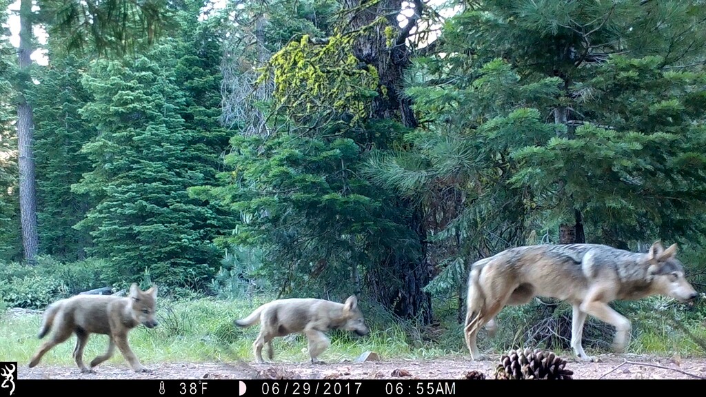 (U.S. Forest Service via AP, file) This June 29, 2017, file remote camera image provided by the U.S. Forest Service shows a female gray wolf and two of the three pups born in 2017 in the wilds of Lassen National Forest in Northern California. The Trump administration plans to lift endangered species protections for gray wolves across most of the nation by the end of 2020, the director of the U.S. Fish and Wildlife Service said Monday, Aug. 31, 2020.