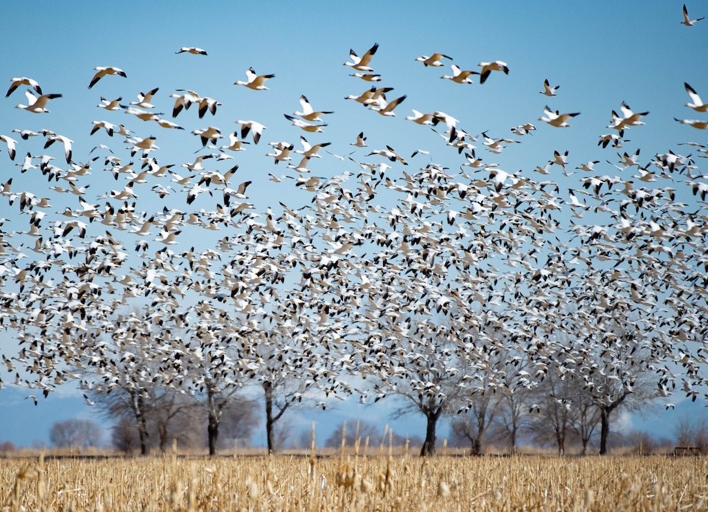 (Francisco Kjolseth  | The Salt Lake Tribune) Distant trees give the illusion of exploding blossoms as Snow Geese Festival near Delta Utah draws people in on Friday, Feb. 26, 2021 during their northern migration for the start of Spring in the Arctic.