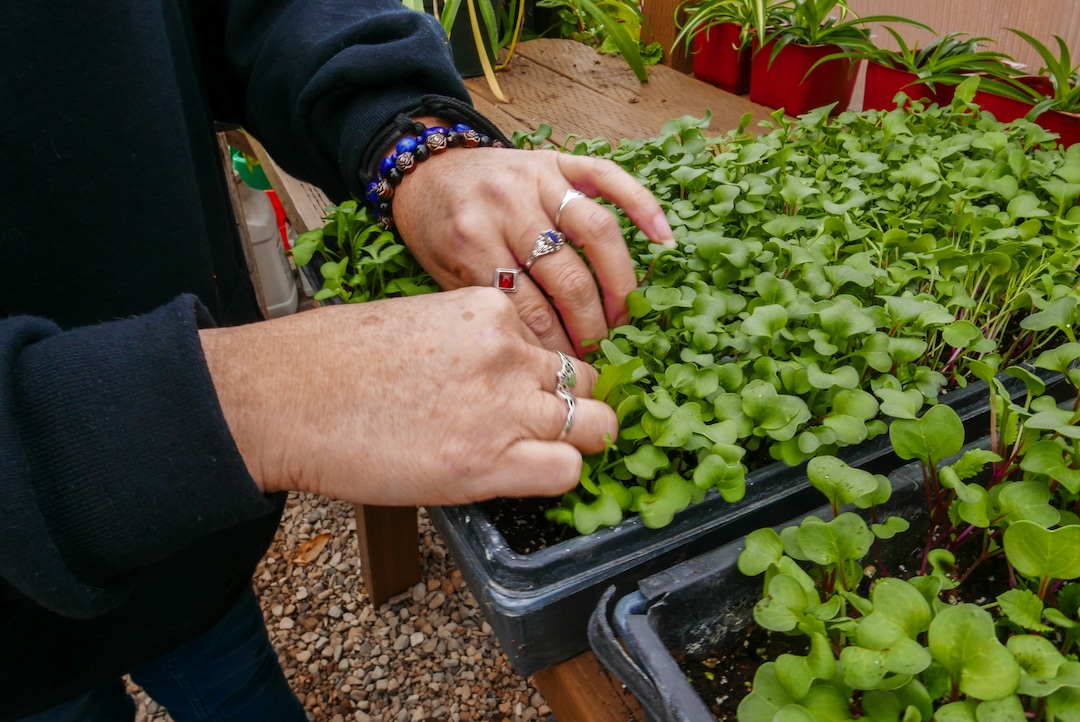 (Clara Hatcher | The Salt Lake Tribune) Jenn Harris sorts through microgreens she's grown in the greenhouse at the Center for Women and Children in Murray.