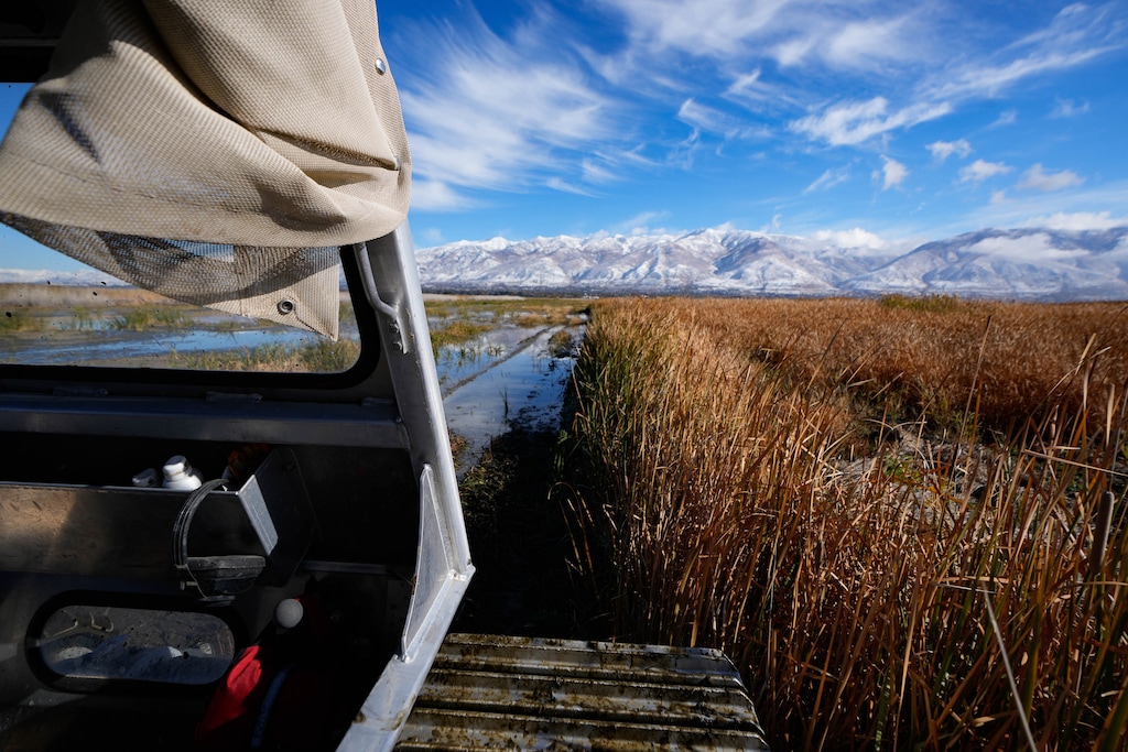 (Francisco Kjolseth | The Salt Lake Tribune) Thickets of invasive phragmites choke an area of wetlands near Farmington Bay, pictured in November 2022. Phragmites can dam up water discharge and block the movement of most wildlife.