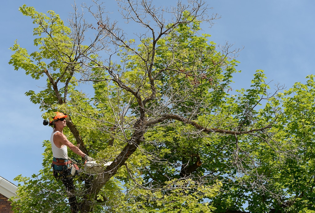 (Francisco Kjolseth  |  The Salt Lake Tribune)  Matthew VanDam with AA Tree clears dead wood from trees in the Sugar House area of Salt Lake on Monday, May 21, 2018.