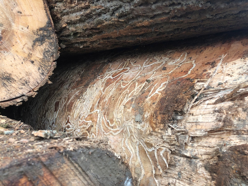 (Michael Hill  |  AP Photo) The emerald ash borer is decimating ash trees in dozens of states.