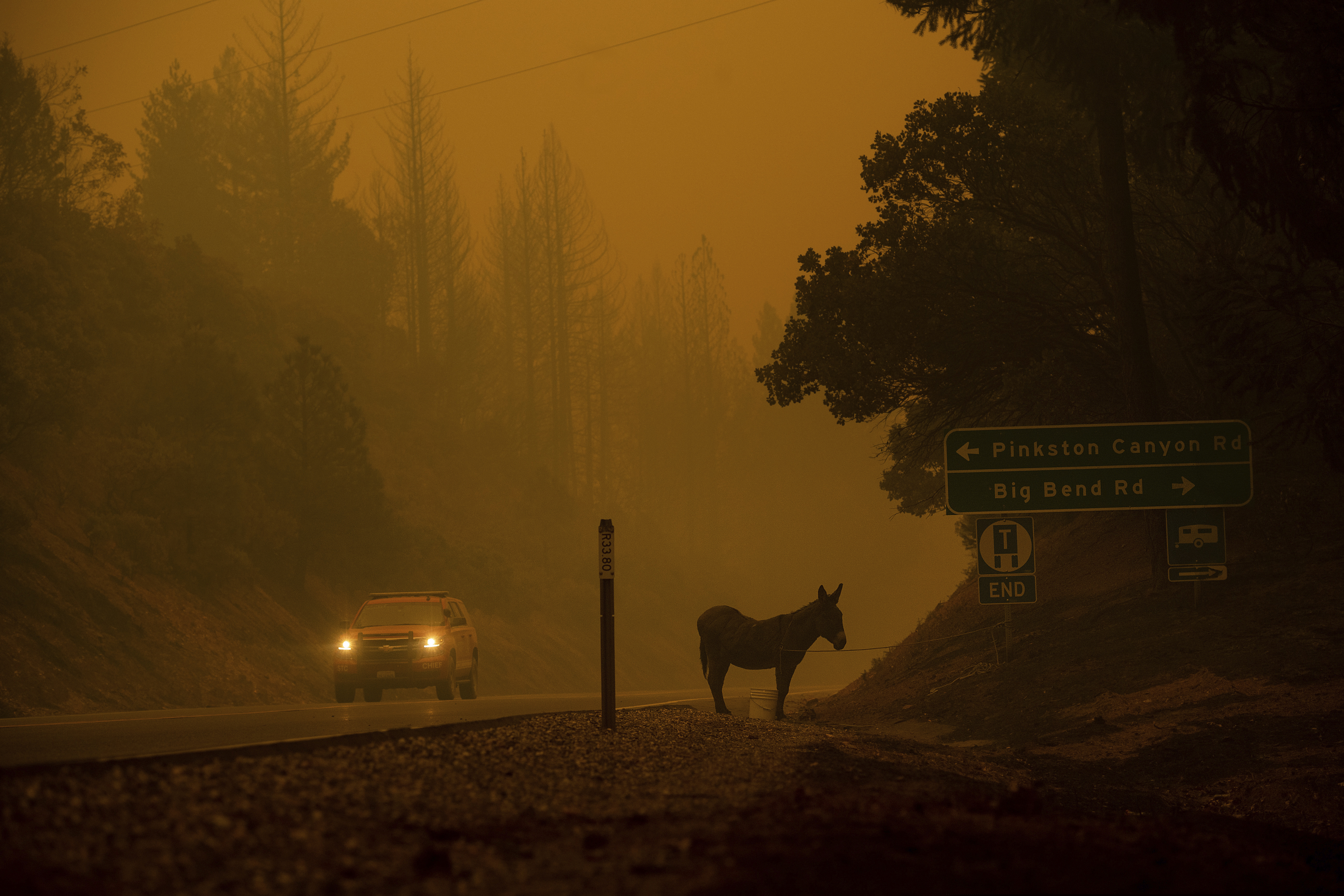 A donkey rests on a roadside as the Camp Fire burns in Big Bend, Calif., on Friday, Nov. 9, 2018. (AP Photo/Noah Berger)