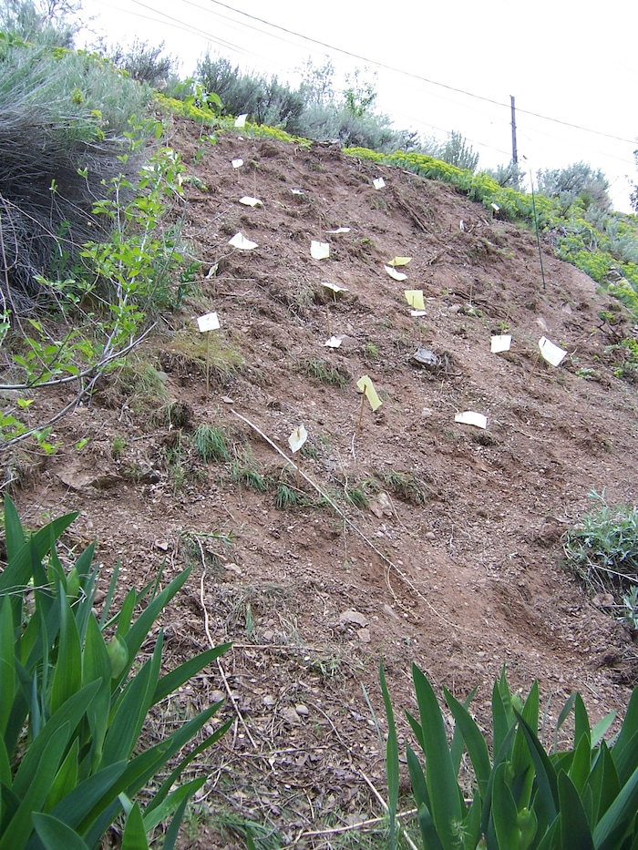 (Erin Alberty | The Salt Lake Tribune) A swath of naked mud looms in the former backyard of reporter Erin Alberty on May 21, 2010, after she and her family pulled a carpet of invasive Myrtle Spurge off the slope in Salt Lake City.