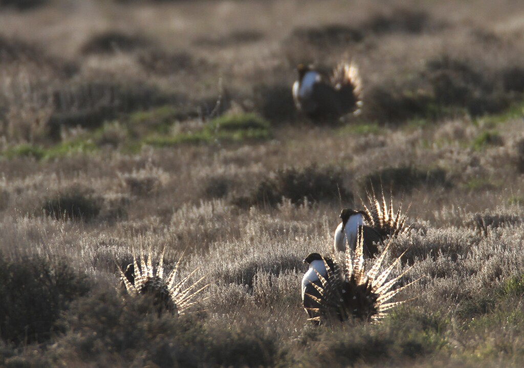 (Rick Egan  | The Salt Lake Tribune) Gunnison sage-grouse, strut on a lek near Monticello, Utah, Wednesday, March 22, 2012.