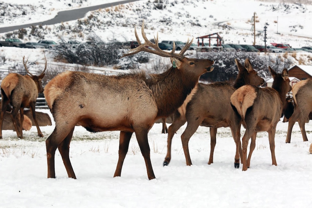 (Utah Division of Wildlife Resources) The state is cancelling its popular elk-viewing wagon rides at Hardware Ranch in Cache County earlier than usual. Unseasonably warm winter temperatures have enticed the elk out of the ranch meadows and up to the hills.