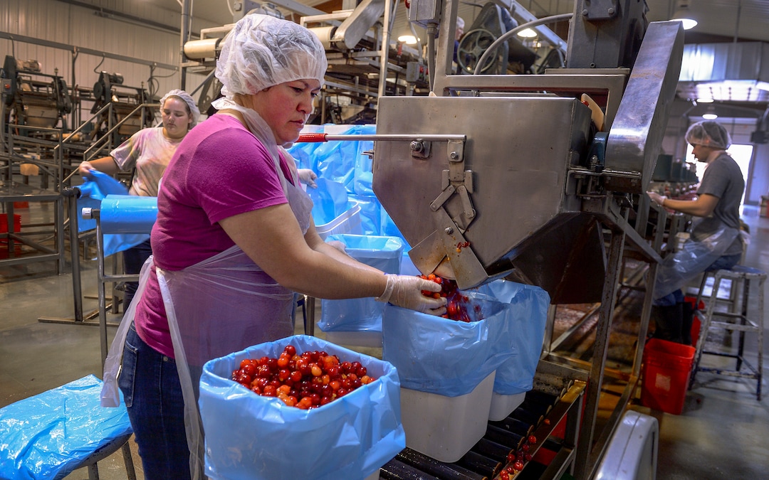 (Leah Hogsten  |  The Salt Lake Tribune)  Payson Fruit Growers co-op employee Carmen Rodriguez fills buckets full of Montmorency cherries to freeze, Thursday, July 26, 2018. Eight Utah family owned cherry farms process their cherries at the Payson Fruit Growers co-op every July, processing between 20 to 30 million pounds of cherries.