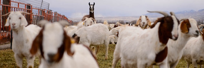 (Trent Nelson | The Salt Lake Tribune)
The animals of the East African Refugee Goat Project, Saturday March 24, 2018.