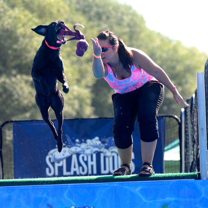 (Al Hartmann  |  The Salt Lake Tribune) 	
Theresa Foster throws a toy for her dog Hayden to grab mid-air over a pool of water in the Splash Dog competition at the  Supreme Source Solider Hollow Classic Sheep Dog Trials, Friday Sept. 1 in Midway.  
 The Supreme Source Soldier Hollow Classic brings together many of the world’s top sheep dogs from Scotland, Ireland, South Africa, Canada, Germany and the United States. 
 The trials last through Sept. 4.