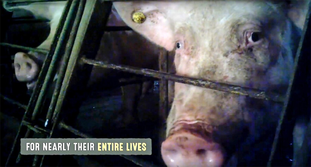 (Mercy For Animals | The Associated Press) This frame grab from a video provided by Mercy for Animals shows a pig in an undercover video released by the group. The recently released undercover video showing pigs being abused at a supplier to the world's largest meat producer also highlights practices that are still common but slowly being changed in the pork industry.