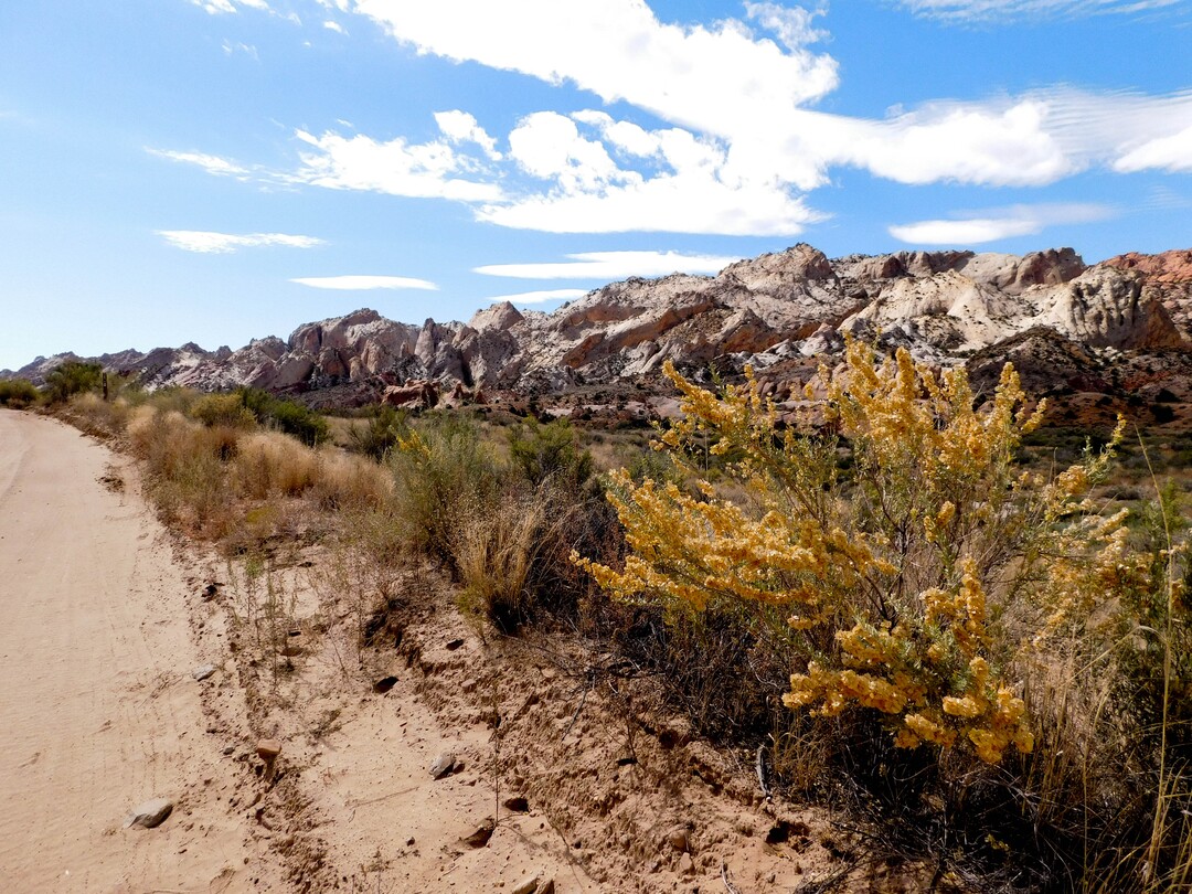 (Erin Alberty | The Salt Lake Tribune) Shadscale puts on its buttered-popcorn autumn display Oct. 4, 2015 along the Notom-Bullfrog Road in Capitol Reef National Park.