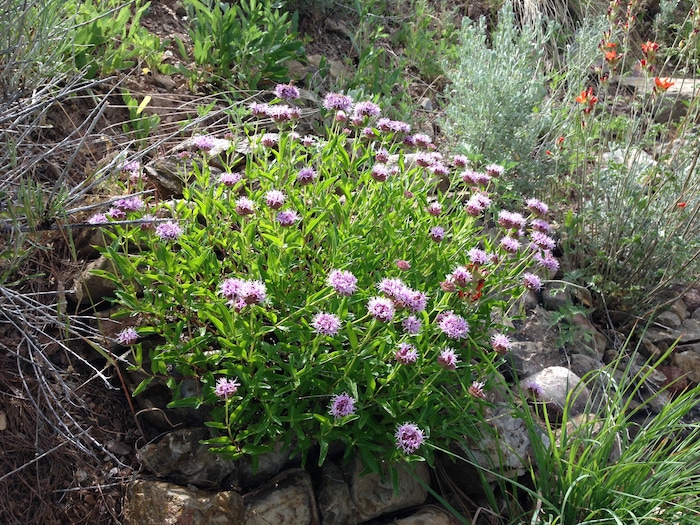 (Erin Alberty | The Salt Lake Tribune) Lavender blooms light up a Little Beebalm on June 4, 2015 in the former backyard of reporter Erin Alberty in Salt Lake City.  The Utah native plant helped to replace a carpet of invasive Myrtle Spurge.